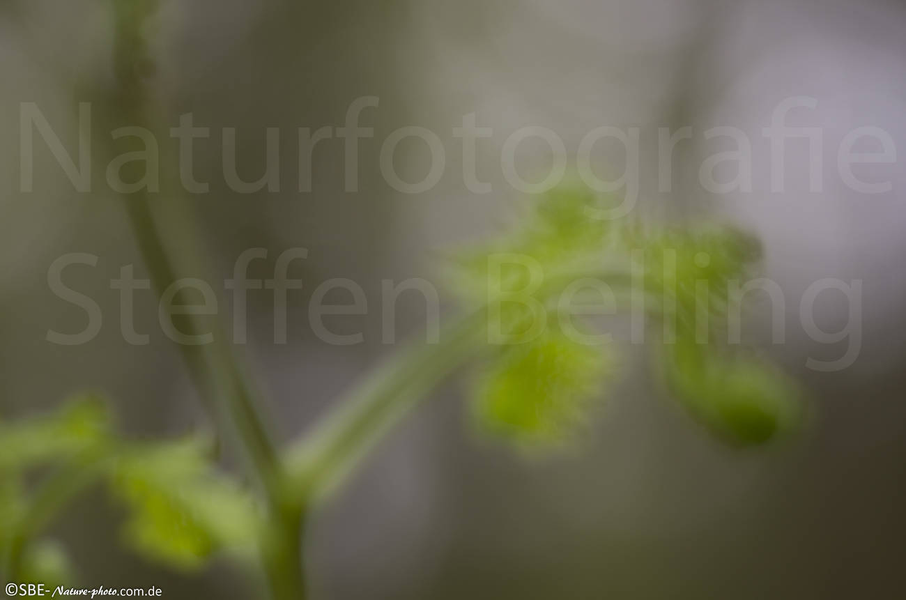 _IGP4477